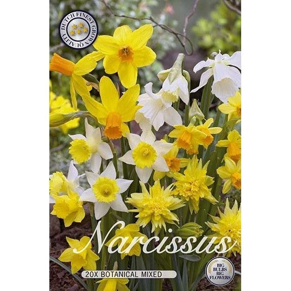 Narciss Botanisk Mix 20-pack